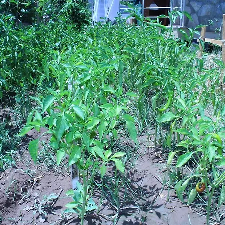 Aparthotel Deniz Apart